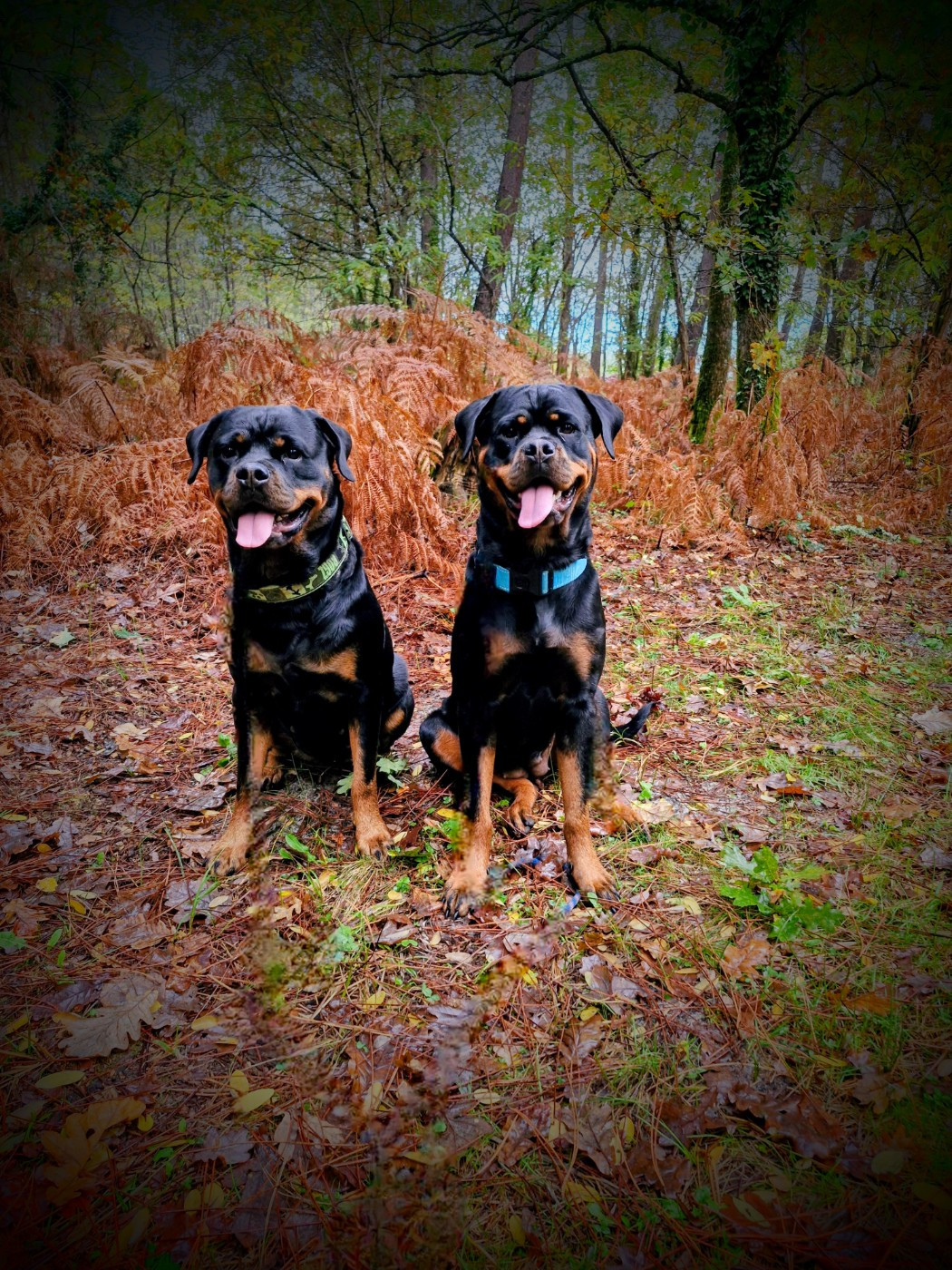 Prochaine portée prévue à naître : FIN 2026